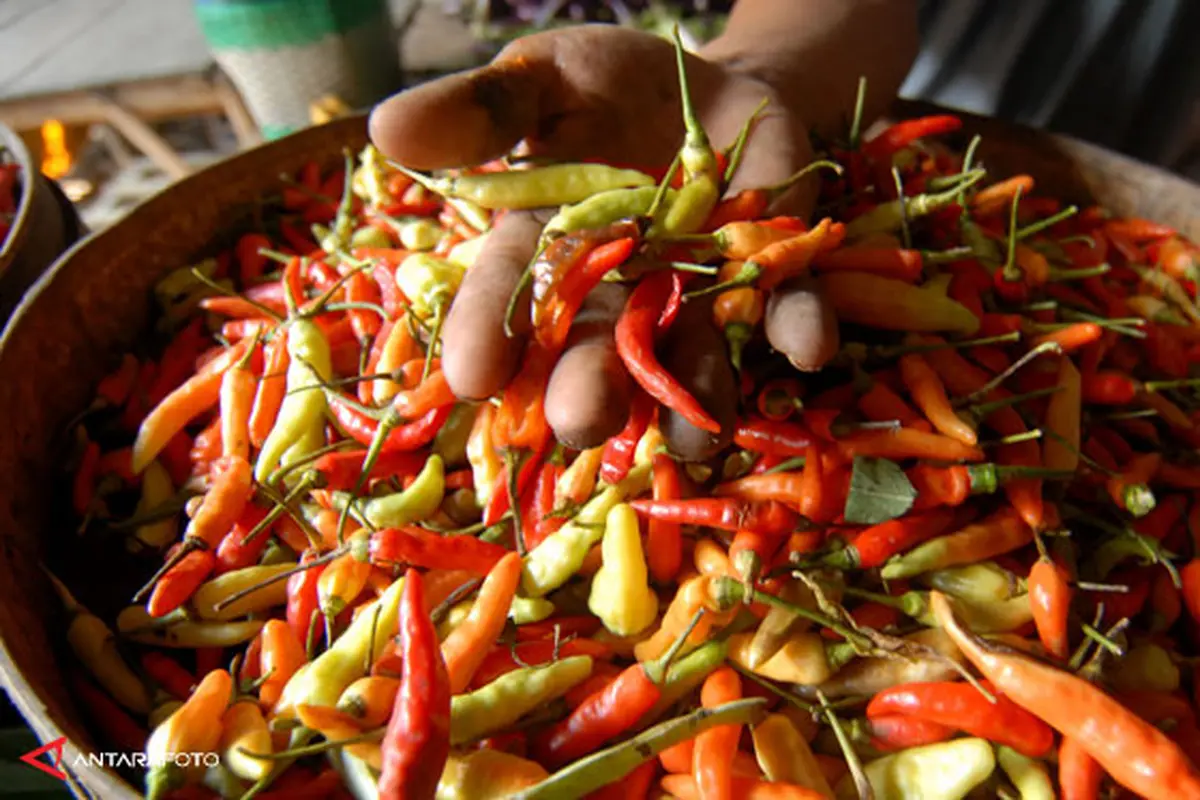 Harga Cabai Naik - Liputan6 pagi