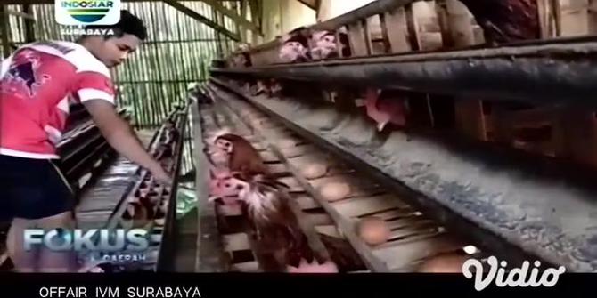 VIDEO: Peternak Ayam Mengeluh, Harga Telur Anjlok Harga Pakan Meroket