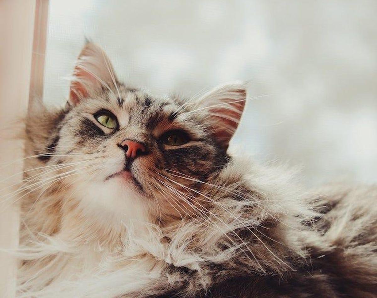 Ilustrasi Kucing Moggy