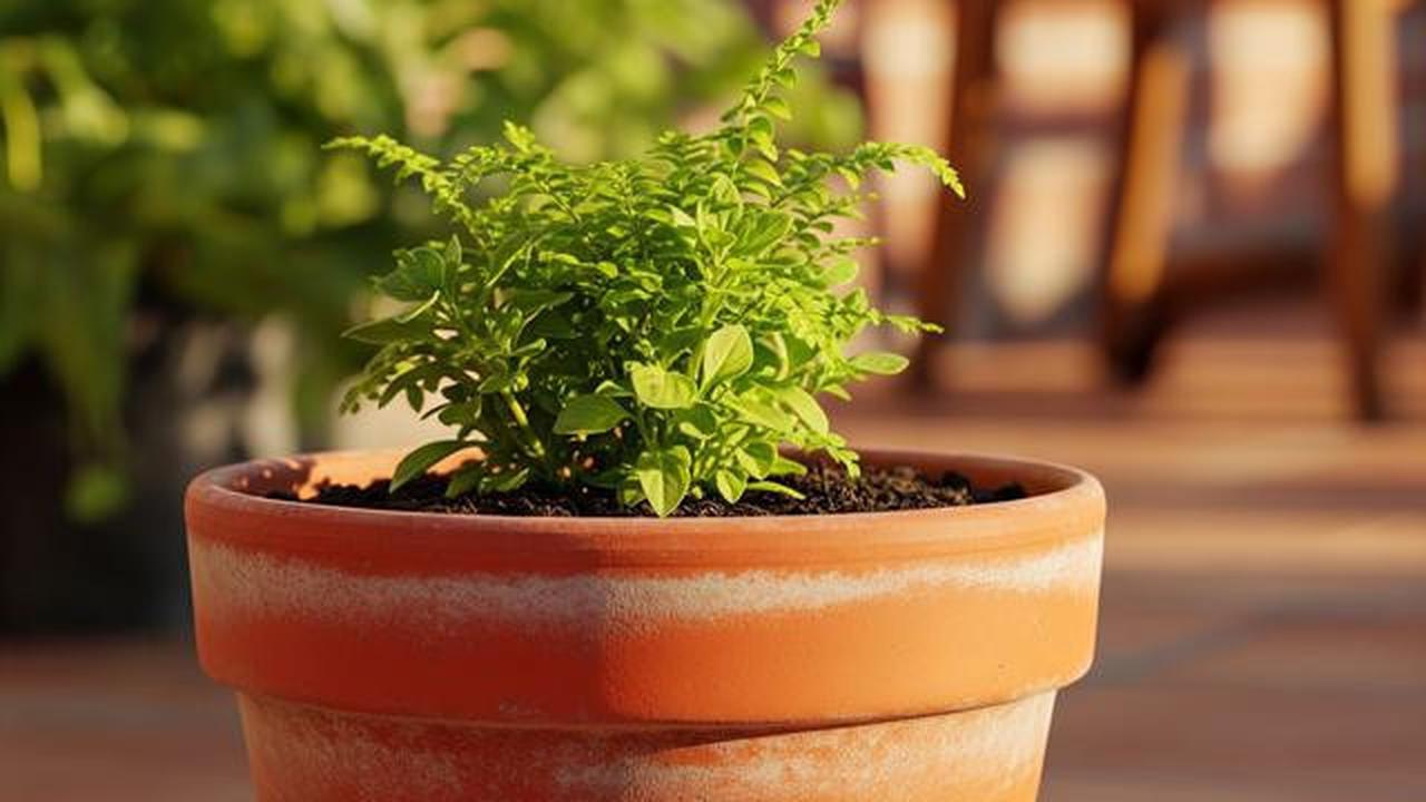 7 Model Pot Bunga dari Tanah Liat hingga Beton: Mana yang Paling Cocok untuk Teras Rumahmu?