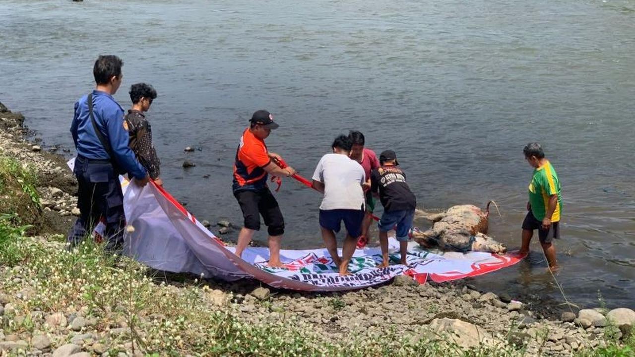 Trivia: Bahaya Zoonosis Mengintai! Disnakeswan Tulungagung Ambil Sampel Bangkai Sapi Brantas