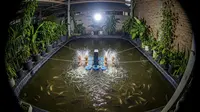 7 Tips Meninggalkan Ternak Ikan Saat Lebaran Seharian agar Tetap Sehat, Cegah Kematian Massal