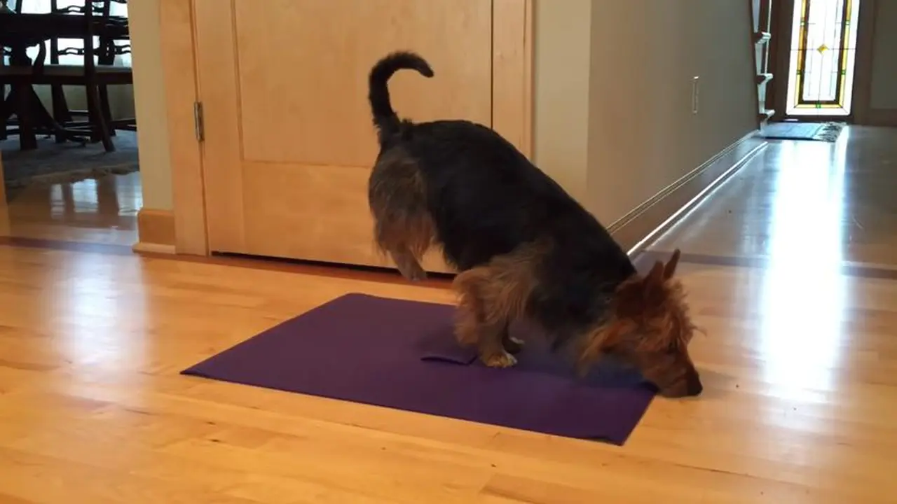 Judy, Kisah Anjing Terrier yang Pandai Lakukan Gerakan Yoga