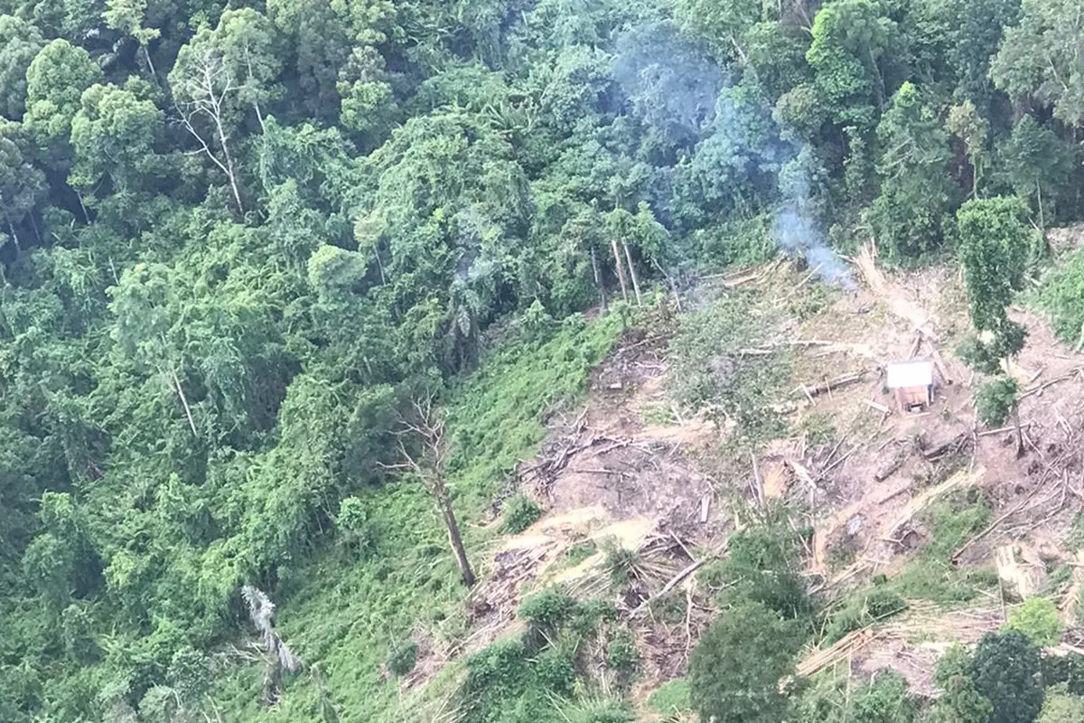Dugaan praktik pembalakan liar di Kabupaten Pesisir Barat, Lampung kembali mencuat.