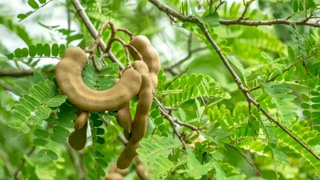 Daun Asam Jawa/Fimela.com