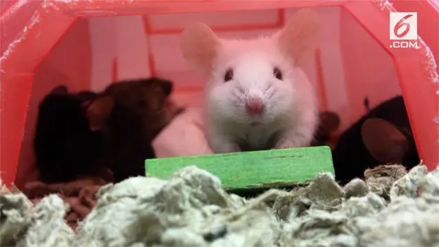 Beberapa virus yang tak pernah dilihat serta bakteri berbahaya ditemukan pada tikus rumahan di New York.