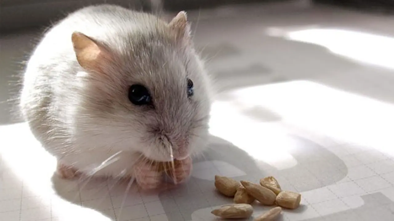 Ingin Ngakak? Tonton VIDIO Hamster Ini Segera!