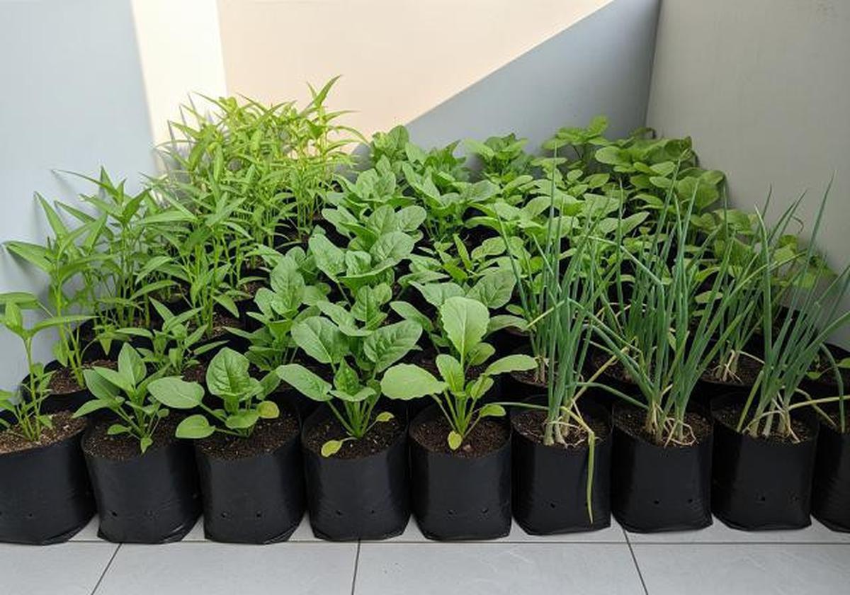 Campuran Pupuk dan Tanah Paling Baik untuk Kebun Sayur agar Panen Melimpah