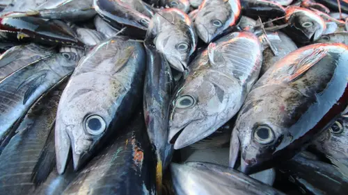 jenis ikan laut