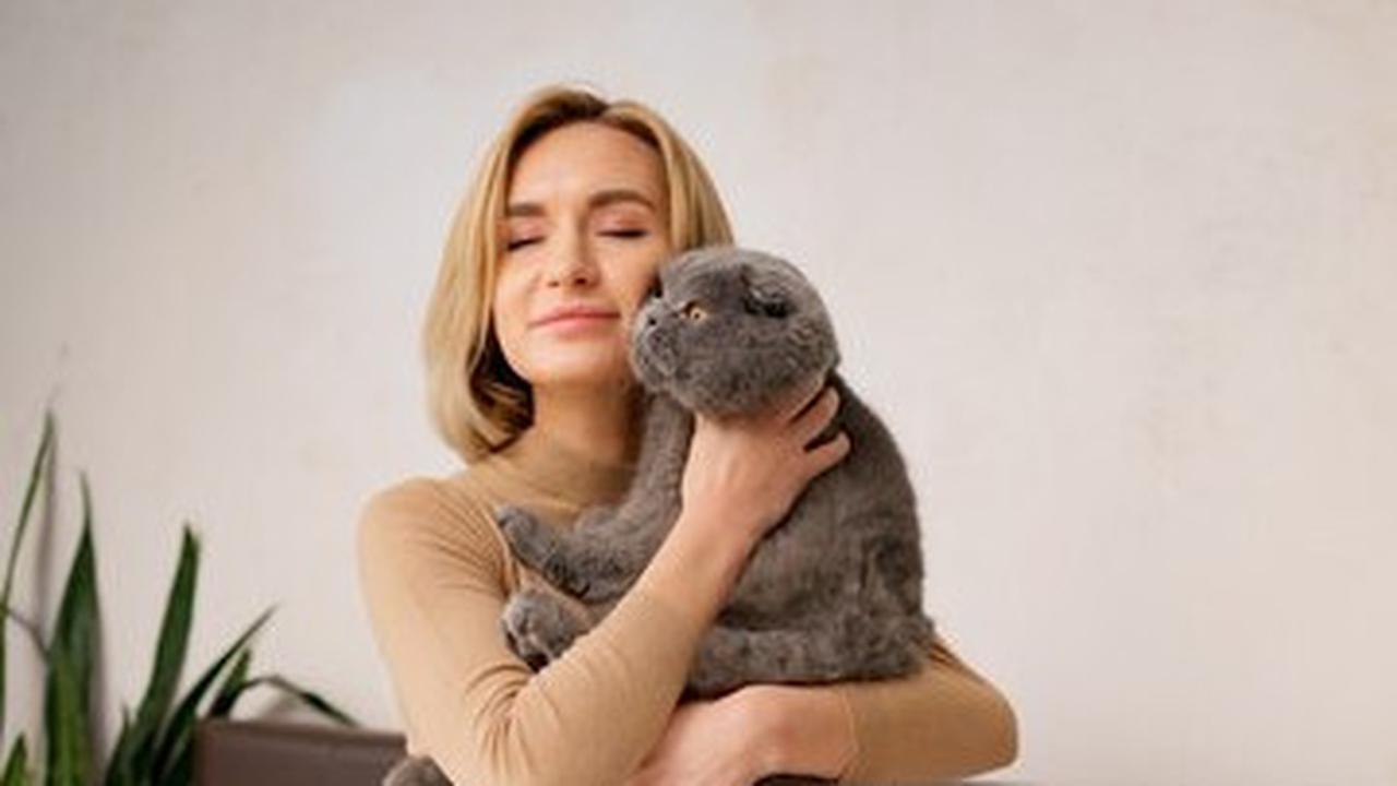 Ilustrasi Kucing Hamil