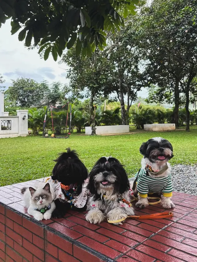 6 Tips Membawa Anjing Traveling dari Pawrents Shih Tzu, Jaga Anabul Tetap Bahagia