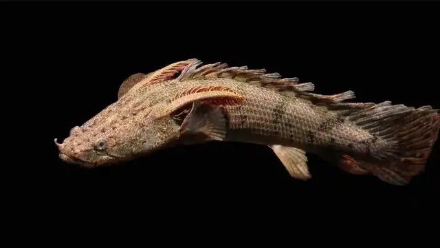 Ikan Palmas