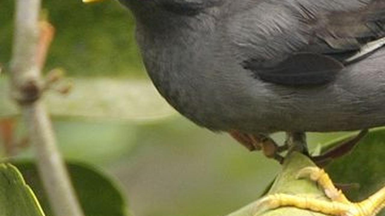 7. Keberadaan Jalak dan Tawon Berwarna Hitam