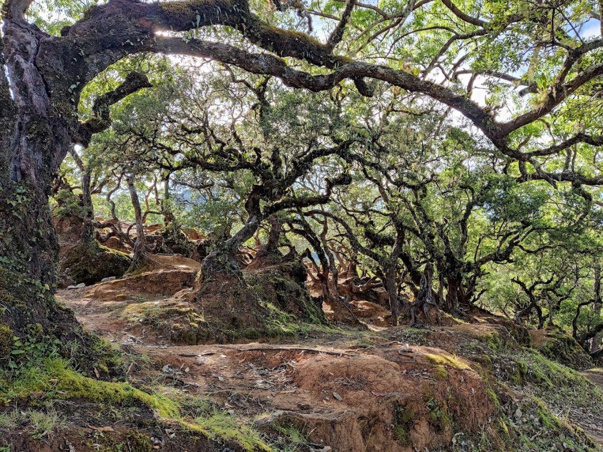Lebih Dekat dengan Hutan Bonsai