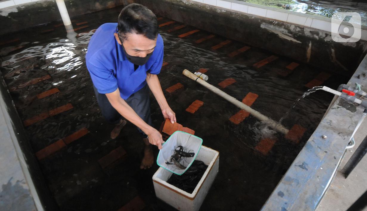 Foto Masa Pandemi Permintaan Lobster Air Tawar Stabil Bisnis Liputan6 Com