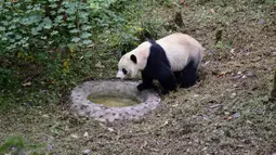 Tingkah panda raksasa bernama Bei Bei pada hari pertama berada dalam kandangnya di Bifengxia Panda Base di Yaan, Provinsi Sichuan, China, Kamis (21/11/2019). Bei Bei menaiki jet pribadi Boeing 777F saat diterbangkan dari Amerika Serikat ke China. (STR/AFP)