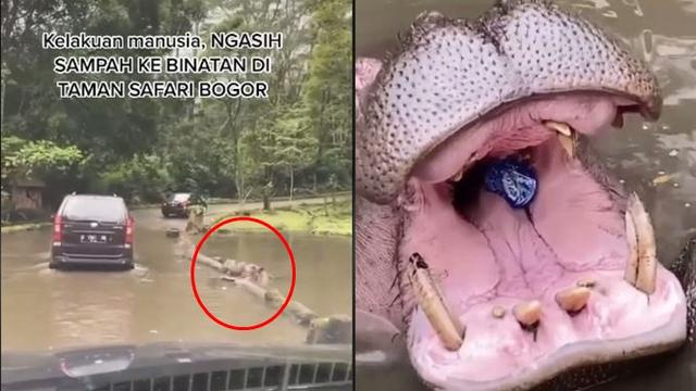 Pengunjung Taman Safari Lempar Botol ke Mulut Kuda Nil, Pelaku Jadi Buron