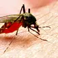 Penelitian di Denmark untuk menciptakan vaksin malaria baru malah mengungkapkan rahasia yang berpotensi untuk pengobatan kanker. (Shutterstock)