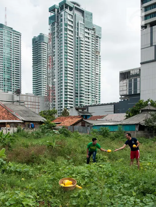 Warga membeli langsung di kebun Timun Suri di Jakarta, Selasa (30/5). Petani memanfaatkan lahan kosong di belakang pusat perbelanjaan untuk menanam timun suri tersebut.  (Liputan6.com/Gempur M Surya)