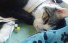 Kucing Pilek? Kenali Tanda-Tanda dan Cara Mengobatinya