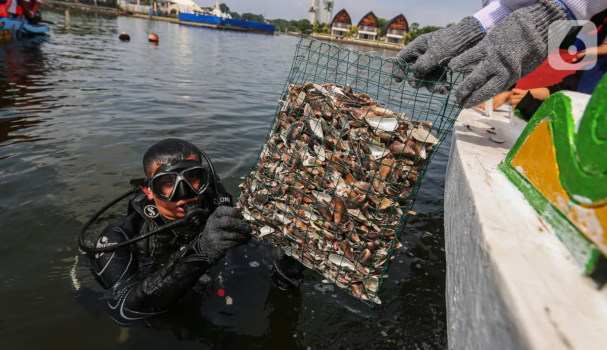 Cangkang kerang hijau ditebar untuk menjernihkan perairan Teluk Jakarta melalui kegiatan restorasi kerang hijau pada acara Amazing Earth Race di Taman Impian Jaya Ancol, Jakarta, Minggu (28/04/2024).  (Liputan6.com/Angga Yuniar)