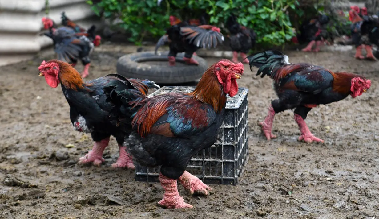 Ayam Dong Tao berada di pekarangan peternakan unggas di Provinsi Hung Yen, Vietnam, 12 Januari 2023. Uniknya, ayam jenis ini memiliki kaki yang tebal dan berbeda dengan unggas lainnya. (Nhac NGUYEN/AFP)