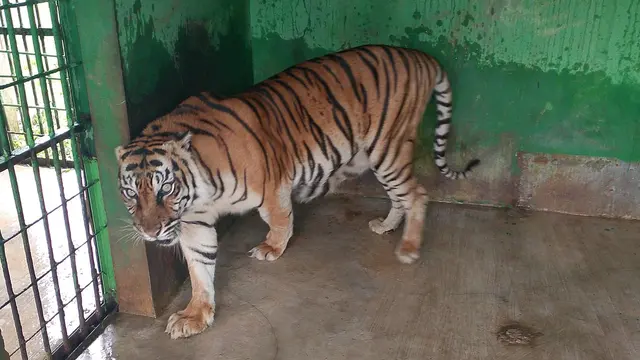 Si Manis
