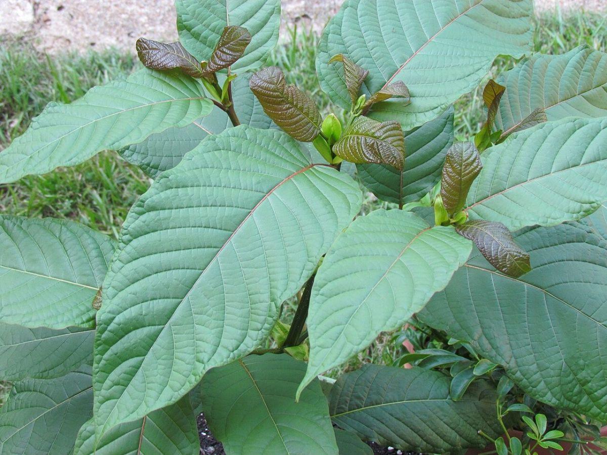 Manfaat Daun Kratom untuk Kesehatan