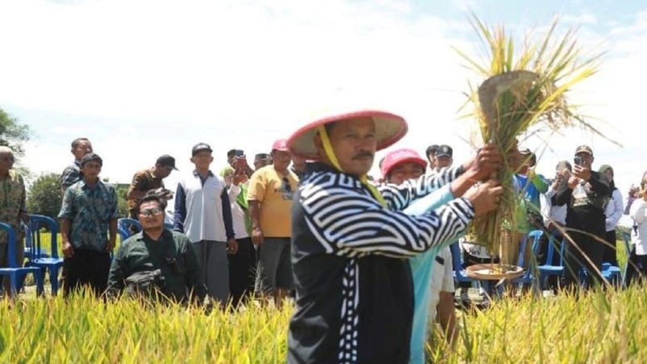 Produksi Padi Madiun 2025 Turun Drastis, BPS Ungkap Penyebab dan Upaya Pemkot