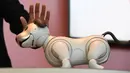 Seorang pemilik mengelus kepala robot anjing Aibo setalah upacara peresmiannya di Tokyo, Jepang (11/1). Setelah lama berhenti, Sony kembali memproduksi robot hewan peliharaan ikoniknya dengan model yang lebih baru. (AFP Photo/Kazuhiro Nogi)