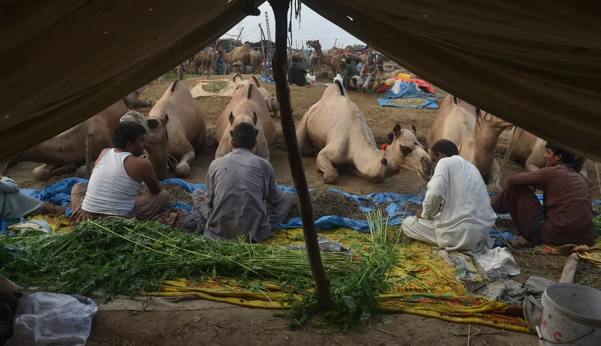 Pedagang duduk dekat unta untuk hewan kurban yang dijual di sebuah pasar hewan di Lahore, Pakistan, Minggu (4/8/2019). Umat Islam di seluruh dunia akan merayakan Hari Raya Idul Adha yang identik dengan tradisi berkurban seperti kambing, domba, onta, sapi dan kerbau. (ARIF ALI / AFP)