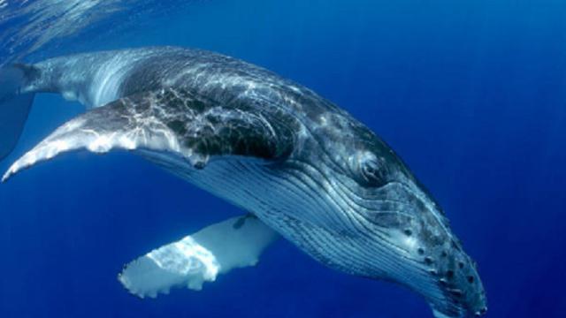 Ilustrasi ikan paus (iStock)