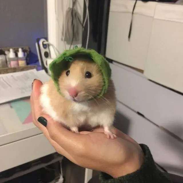 7 Potret Lucu Hamster saat Didandani Ini Tampil Menggemaskan