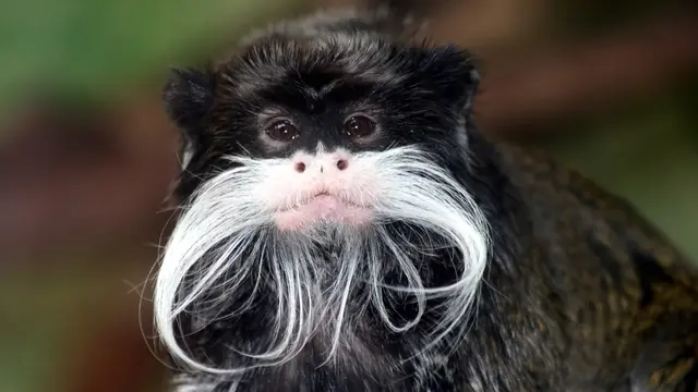 ilustrasi monyet kaisar tamarin