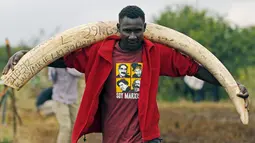 Pekerja membawa gading gajah berukuran besar untuk dibakar di Nairobi National Park, Kenya, (20/4). Sebanyak 105 ton gading gajah berhasil diamankan petugas Kenya Wildlife Service (KWS). (REUTERS / Thomas Mukoya) 