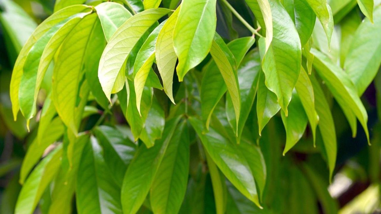 6. Daun Mangga