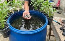 Panduan Membuat Kolam Lele dari Ember untuk Hasil Panen yang Sehat dan Melimpah