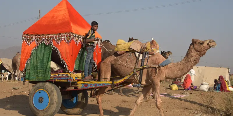 Pushkar Fair, Tempat Berkumpulnya Ribuan Hewan Ternak Terbesar di Dunia