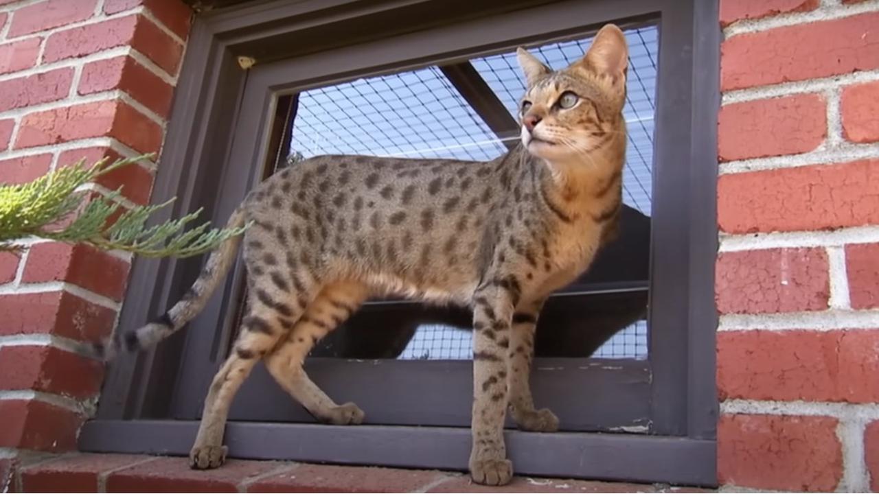 Kucing Savannah