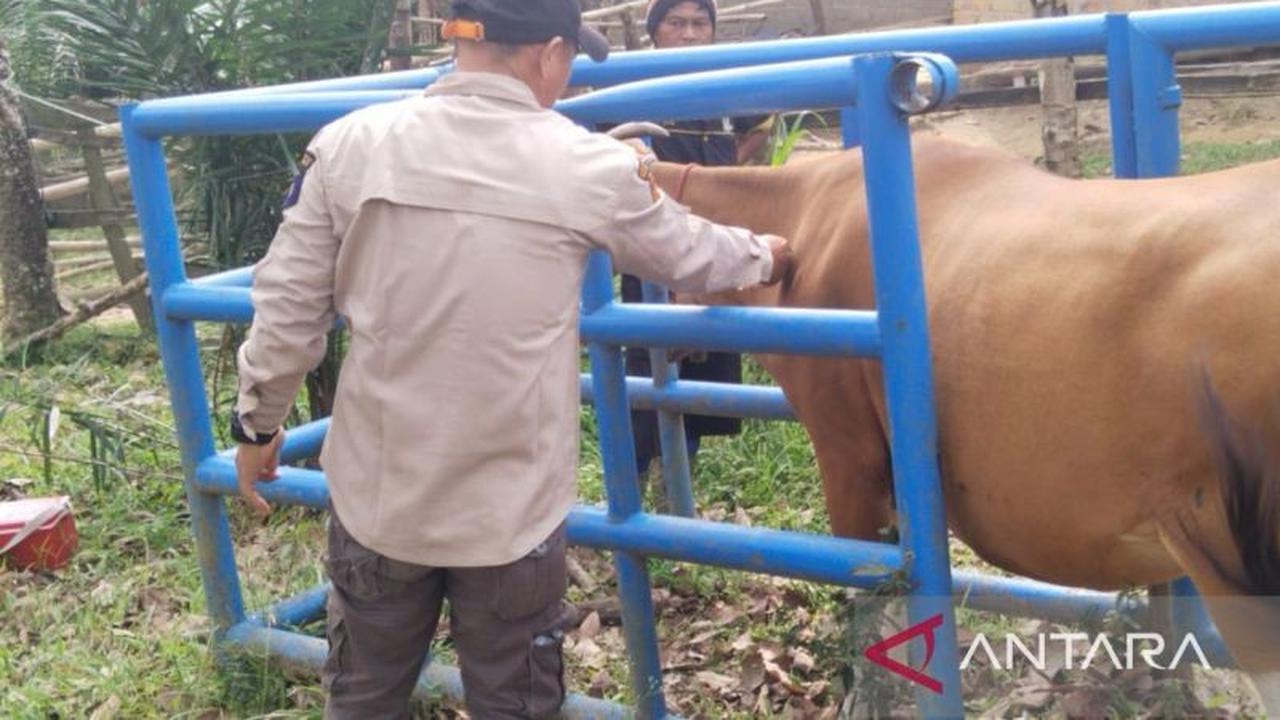 Dinas Pertanian OKU Gencarkan Vaksinasi PMK Jelang Idul Adha 2026 Demi Hewan Kurban Sehat
