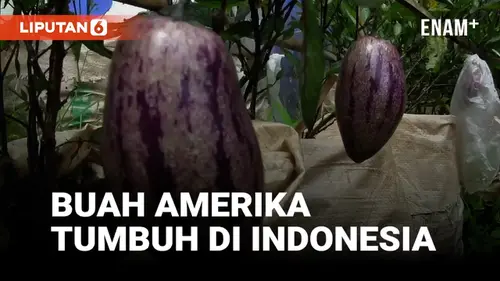 VIDEO: Pepino, Buah Asli Amerika Kaya Manfaat yang Tumbuh di Indonesia