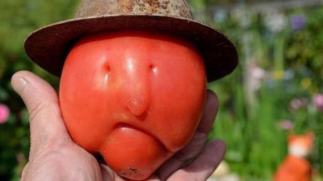 Bikin Takjub, 10 Potret Sayur dan Buah Membentuk Wajah yang Lucu
