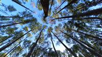 Wisata hutan pinus Motilango, Gorontalo yang jadi primadona (Arfandi Ibrahim/Liputan6.com)