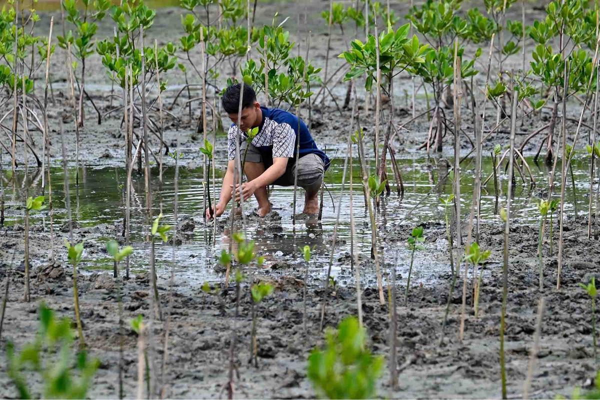 FOTO: Aksi Pelajar Aceh Menanam Mangrove Sambut Hari Sumpah Pemuda