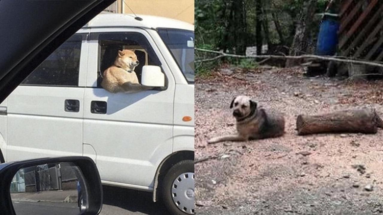 6 Ilusi Optik Anjing Ini Menipu Mata, Butuh Ketelitian