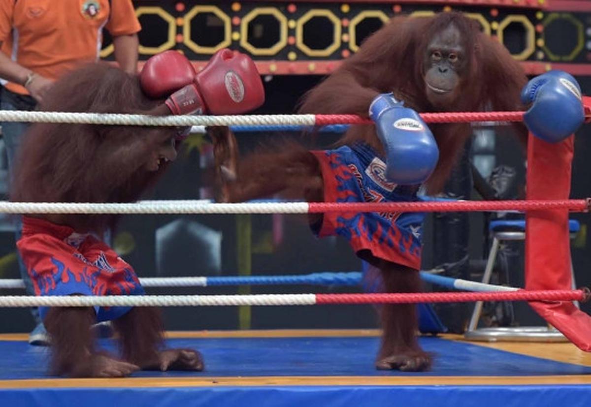 Aksi seru dan lucu orang utan bertanding Muay Thai