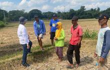 Penyebab Nilai Tukar Petani di Mei 2024 Turun