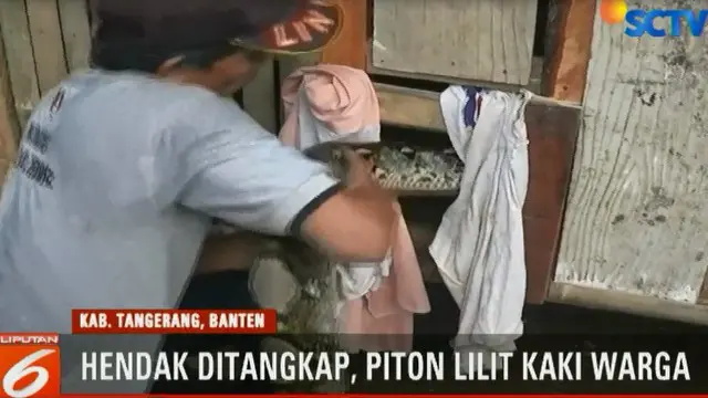 Tak hanya itu, proses penangkapan hewan melata yang besar ini cukup dramatis.