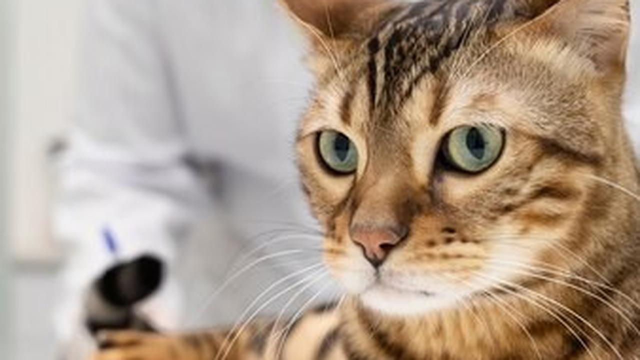 Syarat-syarat Sterilisasi Kucing