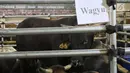 Sapi wagyu yang dijual di Mall Hewan Qurban H. Doni, Depok, Jawa Barat, Senin (7/8). Sapi asal Jepang tersebut turut meramaikan penjualan hewan kurban di Depok yang dijual berkisar Rp75 juta hingga Rp200 juta. (Liputan6.com/Immanuel Antonius)